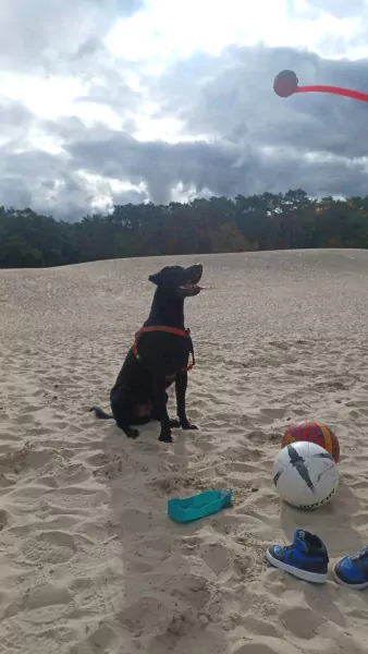 Lieve Labrador Reu 2,5 jaar! - afbeelding 3