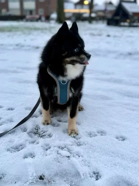 Lieve Noah - F1 Pomsky reu - afbeelding 2