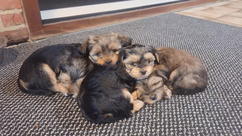 Puppies te koop - afbeelding 1