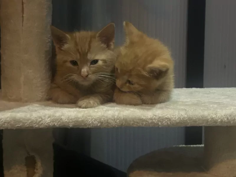 kittens te koop - afbeelding 3