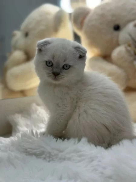 Exclusieve Bluepoint Scottish - afbeelding 2