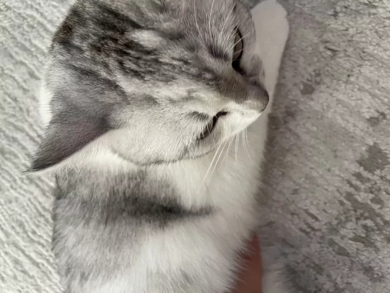 Britse Korthaar - afbeelding 2