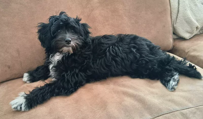 Maltipoo pup te koop - afbeelding 5