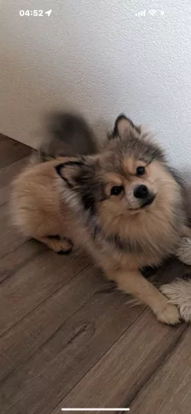 Pomchi te koop 2jaar - afbeelding 2