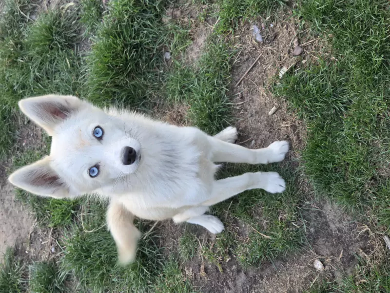 Pomsky te koop - afbeelding 3