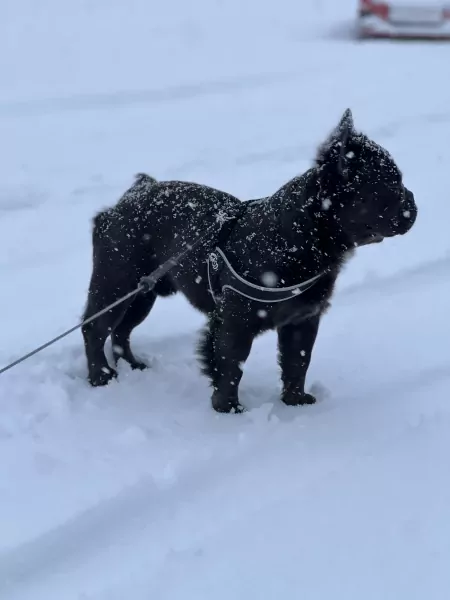 Fluffy franse buldog 2 jaar - afbeelding 4