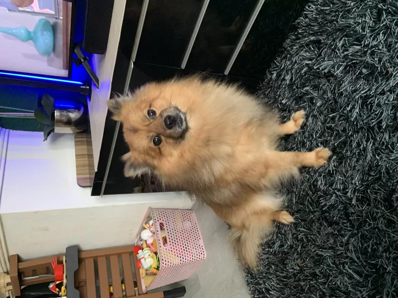 Teddy zoekt een goude mantje - afbeelding 1