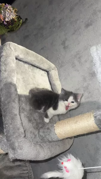 Lieve kitten - afbeelding 2