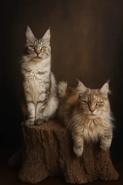 Mainecoon xl - afbeelding 4