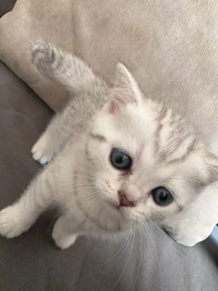 prachtige Britse Korthaar Kittens. Lief, Gezond - afbeelding 5