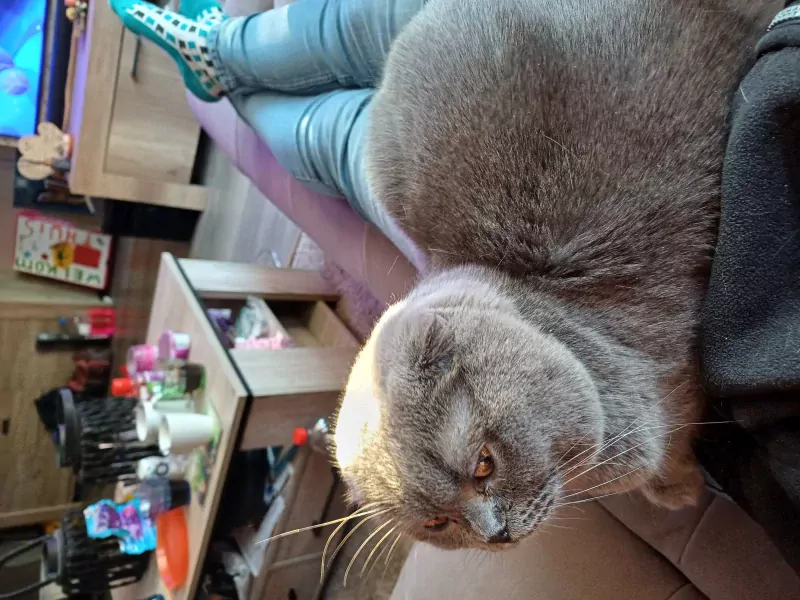 Lieve kater te koop - afbeelding 2