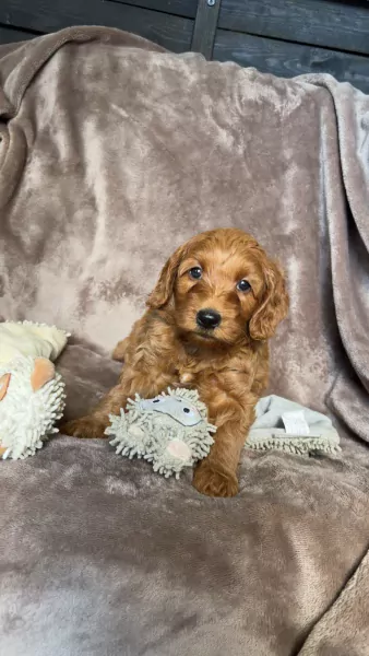 Prachtige labradoodle puppy’s - afbeelding 2