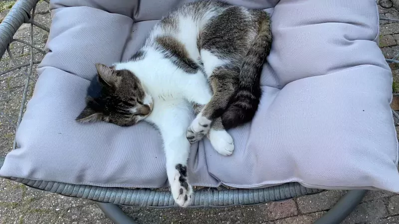 2 broertjes die graag buiten maar ook binnen  zijn - afbeelding 4