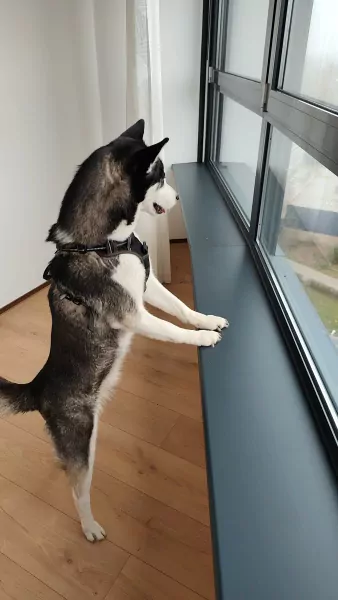 Husky zoekt een nieuwe plek. - afbeelding 2