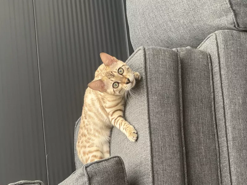 Bengaalse kater - afbeelding 2