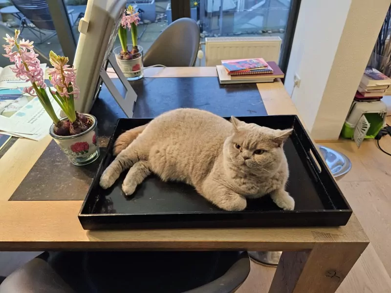 Knuffelige Bibi - afbeelding 2
