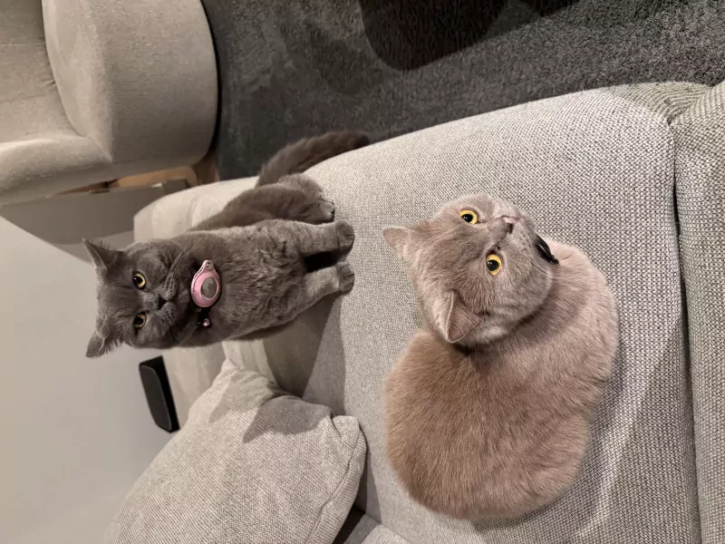 Britse Korthaar Coco zoekt een liefdevol nieuw thuis 🐾 - afbeelding 6