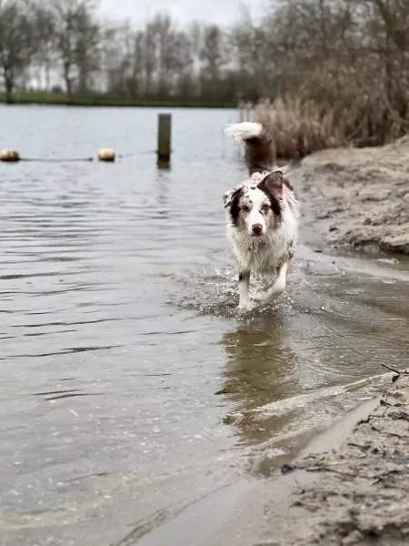 Enthousiaste aussie kruising - afbeelding 6