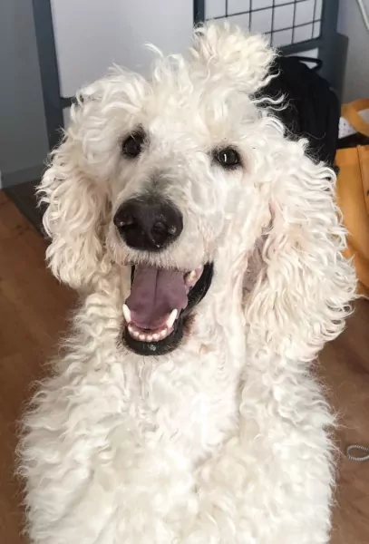 Nieuw huisje guus - afbeelding 2