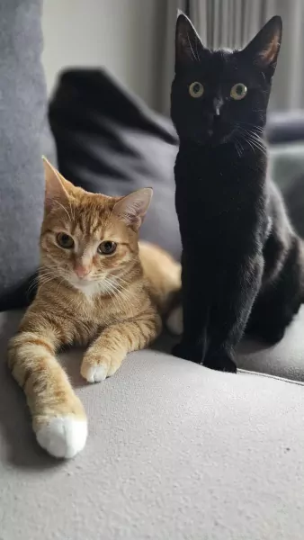 2 leuke katten te koop - afbeelding 5