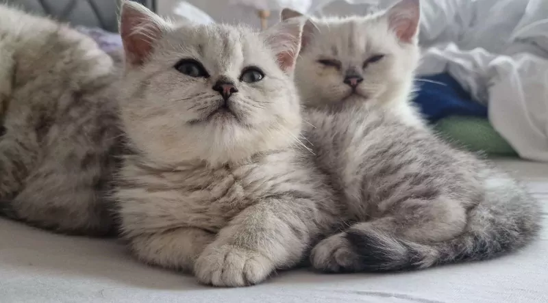 Britse Korthaar kittens katers - afbeelding 2