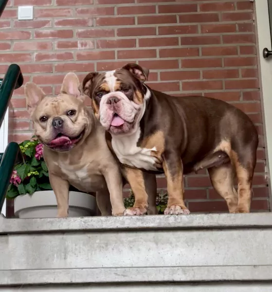 Franse bull reu (3) old English bull teef (2) - afbeelding 5