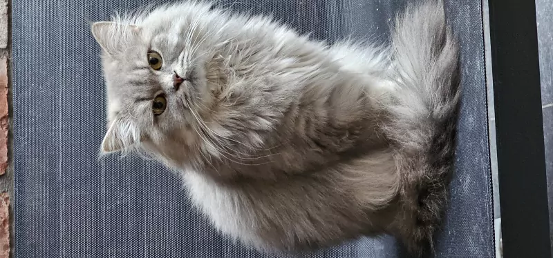 British longhair- Biscuit - afbeelding 1