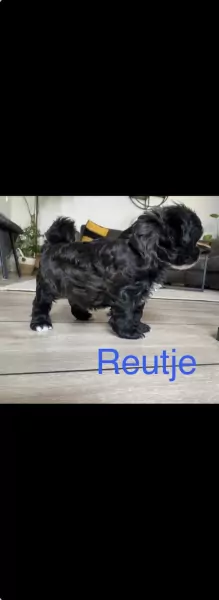 nestjes