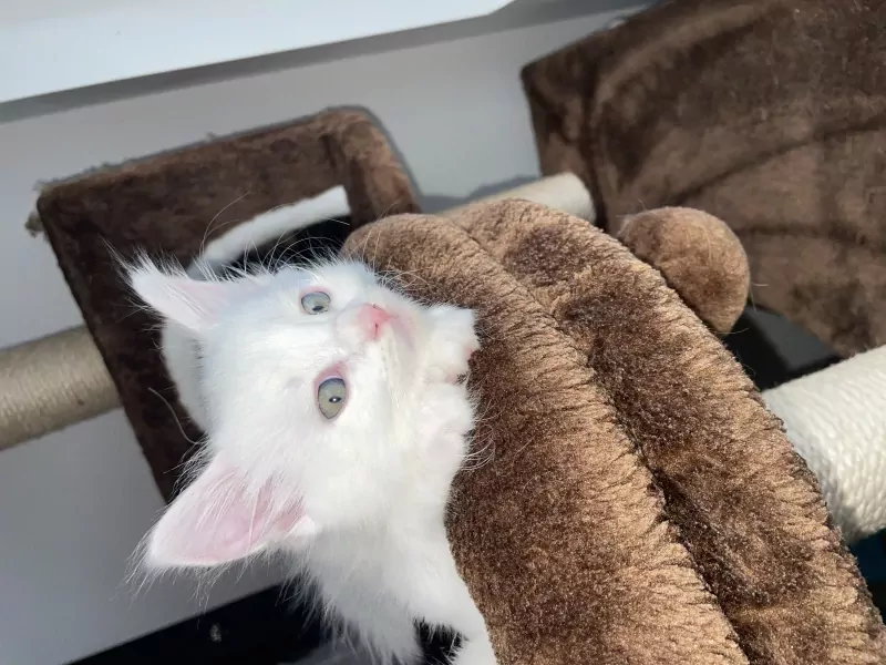 4 kater kittens ragdoll x britse korthaar - afbeelding 1