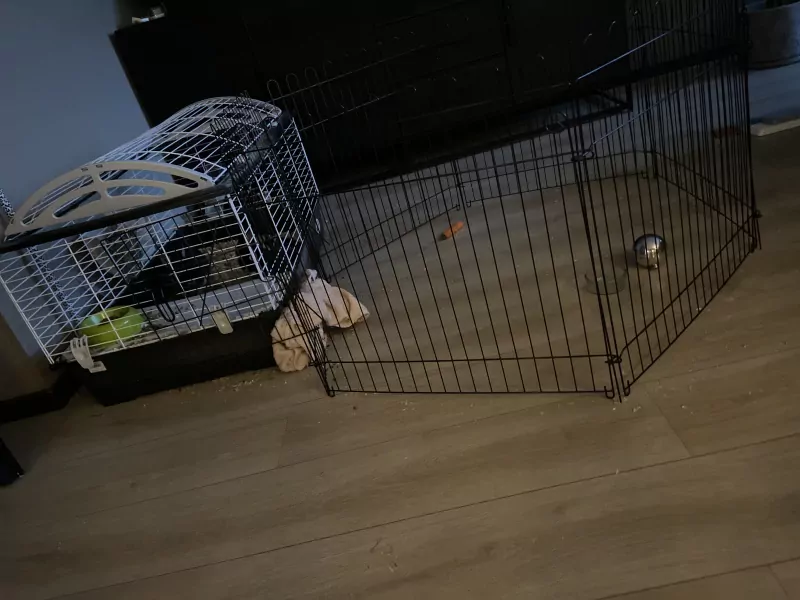 Mama dwergkonijn en haar 2 kindjes - afbeelding 4