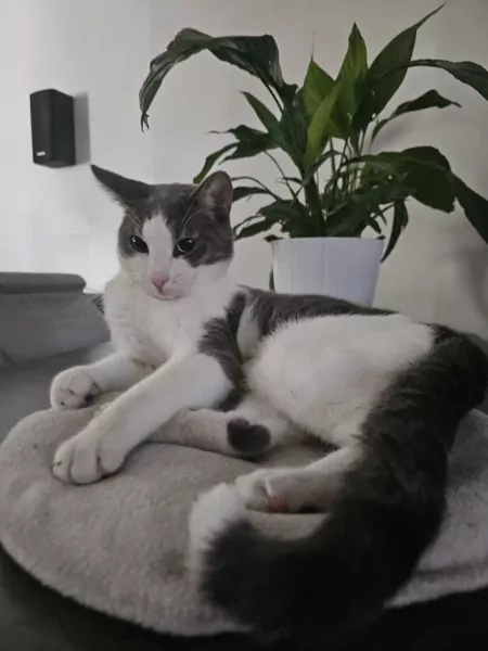 2 bijna 1jarige kittens te koop - afbeelding 3