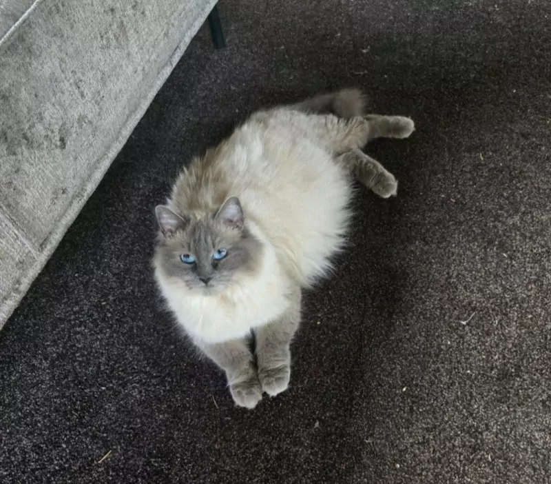 Lieve Ragdoll | 6 jaar - afbeelding 2