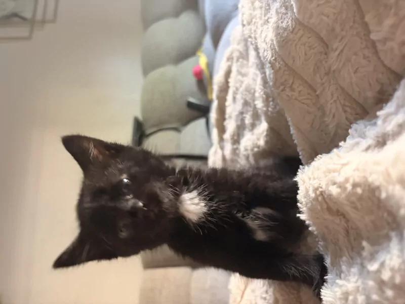 lieve kittens - afbeelding 2