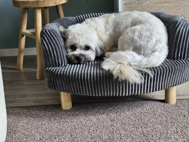 Lief boomer hondje - afbeelding 4