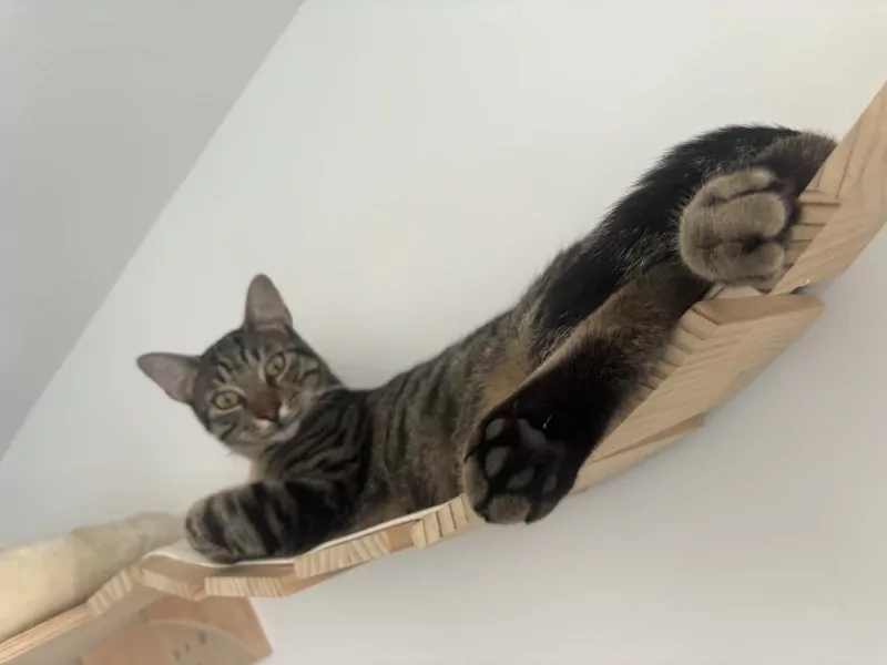 Ideale knuffel kat zoekt baasje - afbeelding 6