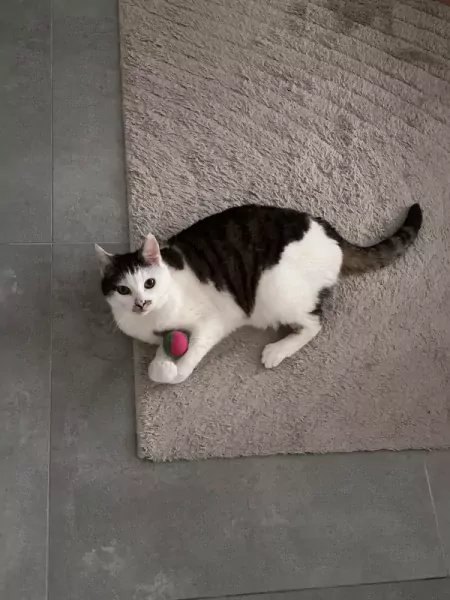 Lieve poes zoekt een warm en liefdevol thuis - afbeelding 3