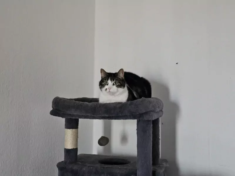 Lief poes tekoop - afbeelding 2