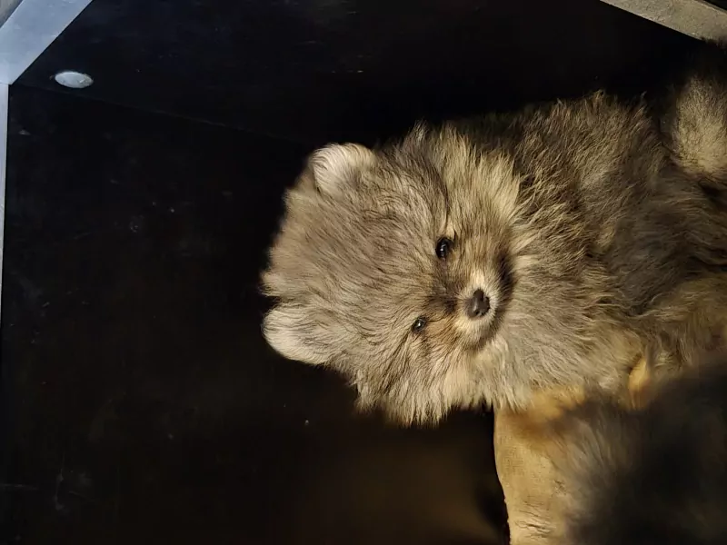 Pomeriaan pups te koop - afbeelding 5