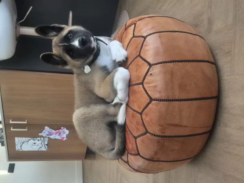 Lieve Amerikaanse akita van 12 weken oud. - afbeelding 3