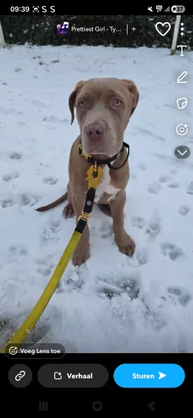 Pitbull x cane corso zoekt nieuw huisje - afbeelding 2