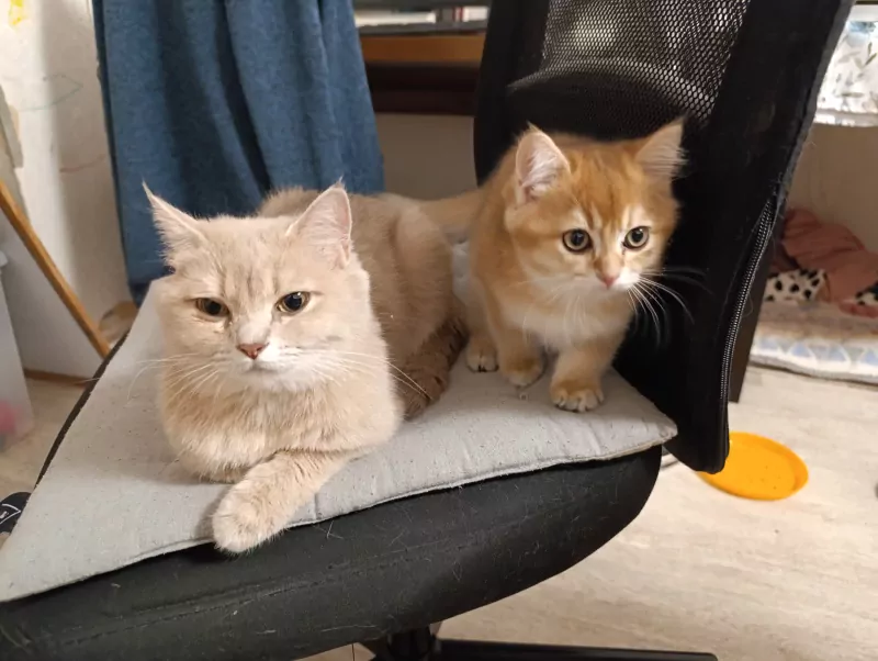 Britse korthaar kittens, bijna 12 weken oud - afbeelding 3