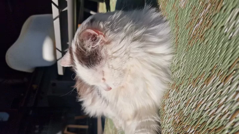 Wollige Boef zoekt warm huisje! - afbeelding 2