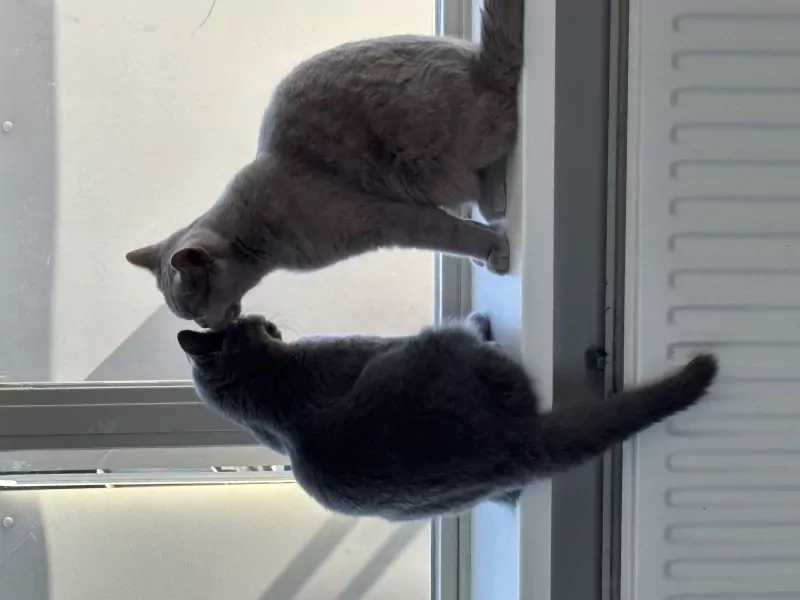 kitten - afbeelding 3