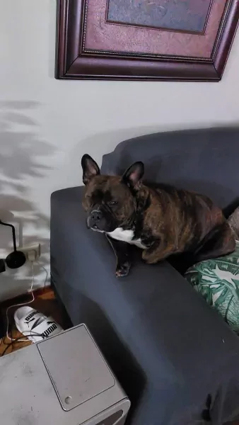 Lana de Pocket Bully - afbeelding 3