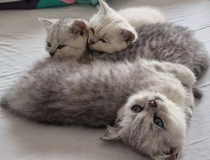 Britse Korthaar kittens katers - afbeelding 4