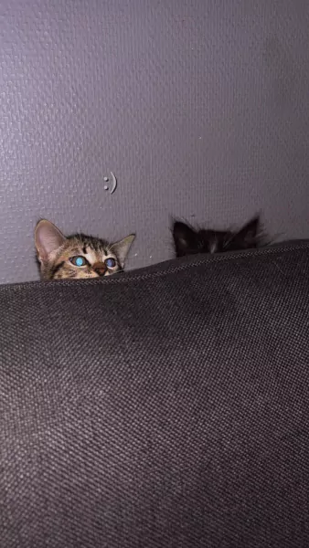 Kittens te koop - afbeelding 2