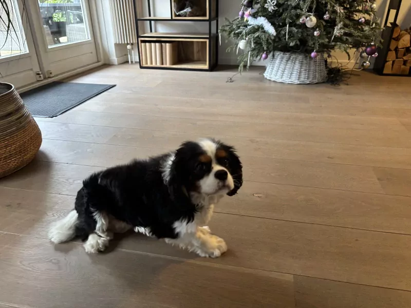 Lieve Bruno heeft een nieuw thuis nodig - afbeelding 4