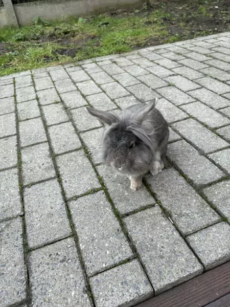 Konijn - afbeelding 3