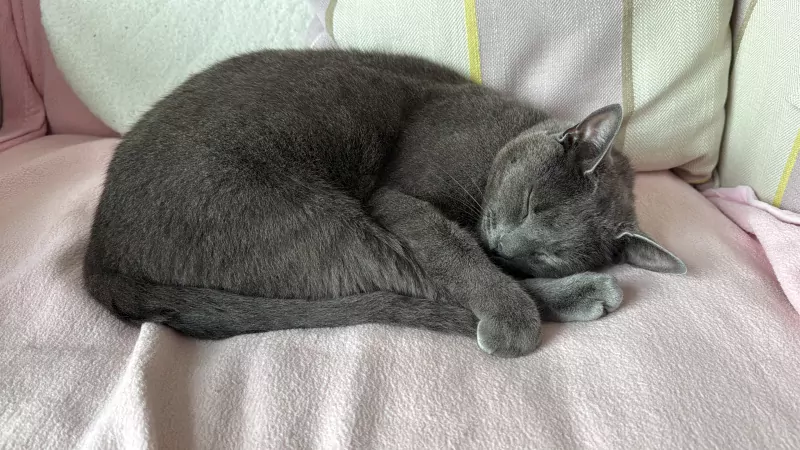 Blauwe Rus - afbeelding 5