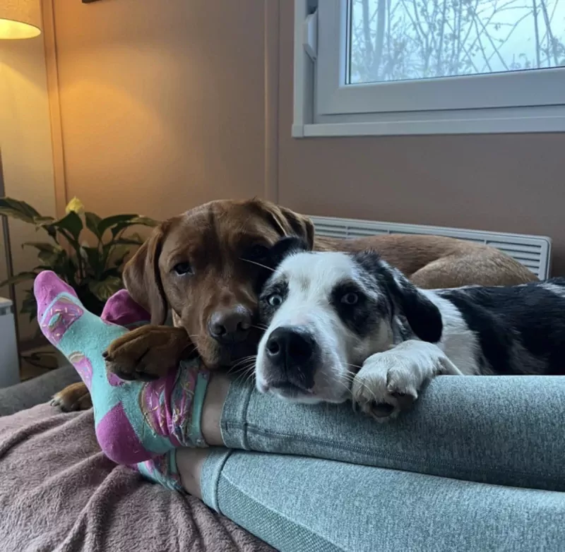 Pup van  9,5 maand - afbeelding 3